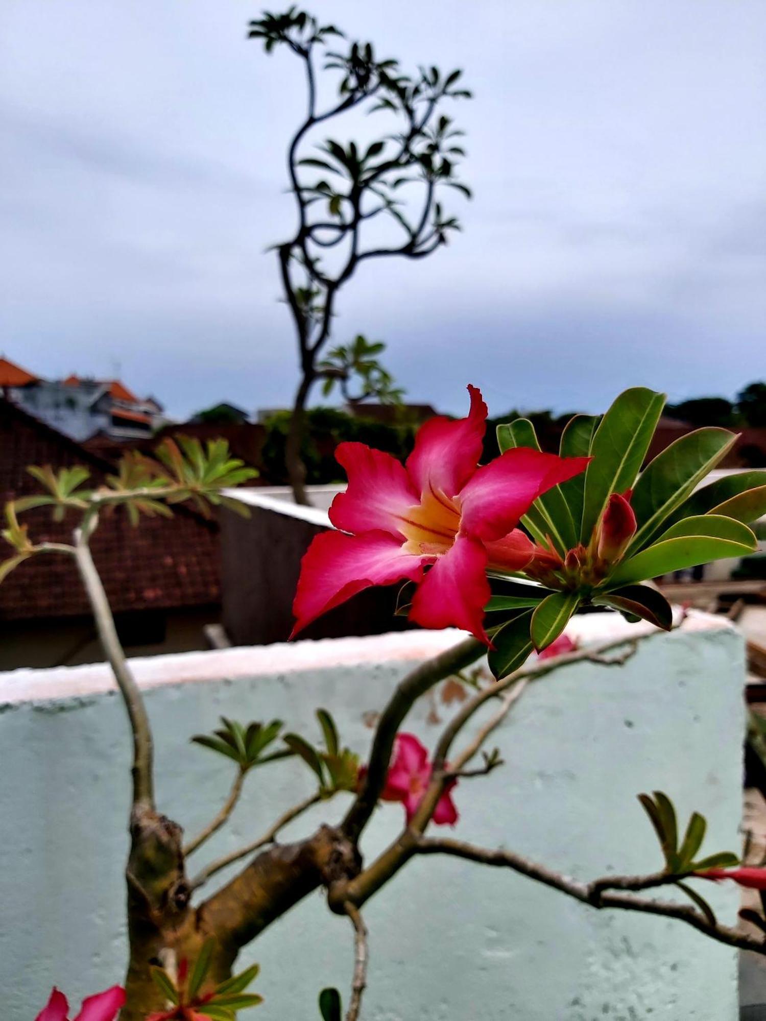Genta House Hotel Kuta  Exterior photo